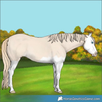 Horse Color:Perlino Splash