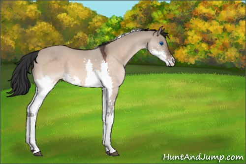 Horse Color:Bay Dun Splash Tobiano 