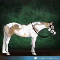 Horse Color:Buckskin Dun Splash Tobiano 