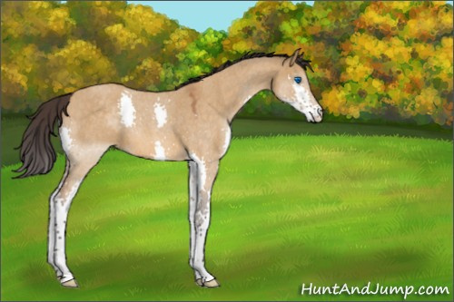 Horse Color:Buckskin Roan Dun Splash 