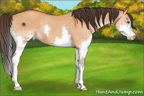 Horse Color:Buckskin Roan Dun Splash 