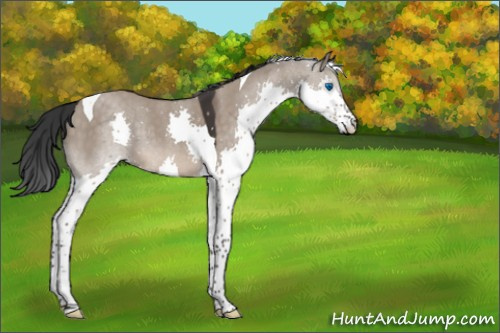 Horse Color:Brown Dun Splash Tobiano 