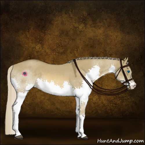 Horse Color:Chocolate Palomino Roan Dun Splash 