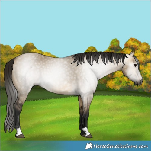 Horse Color:Gray Buckskin Dun