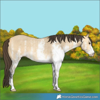 Horse Color:White Spotted Buckskin Dun 