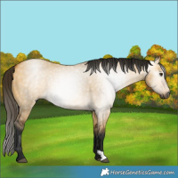 Horse Color:Gray Buckskin Dun 