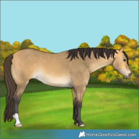 Horse Color:Buckskin Dun 