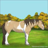 Horse Color:Buckskin Dun Sabino Tobiano Rabicano