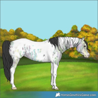 Horse Color:Black Ice Tobiano Appaloosa 