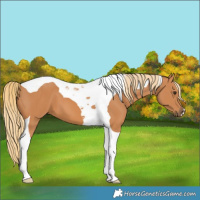 Horse Color:Chestnut Tobiano