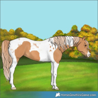Horse Color:Chestnut Tobiano 