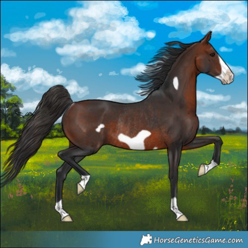 Horse Color:Bay Frame Rabicano