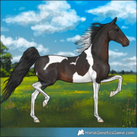 Horse Color:Brown Tobiano