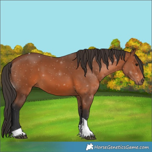 Horse Color:Bay Tobiano 