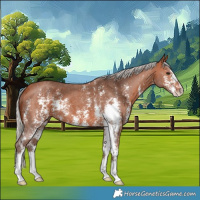 Horse Color:Silver Bay Sabino 