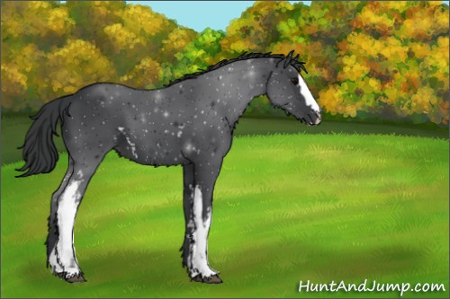 Horse Color:White Spotted Black Sabino 