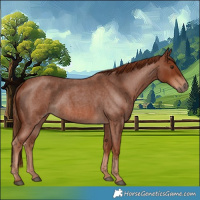 Horse Color:Red Roan 