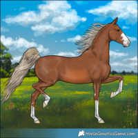 Horse Color:Chestnut 