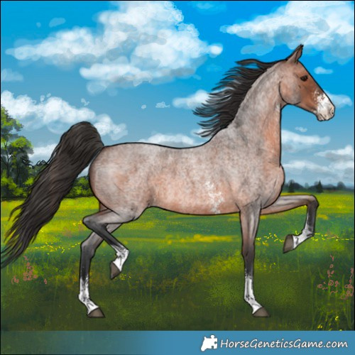 Horse Color:Brown Roan Sabino