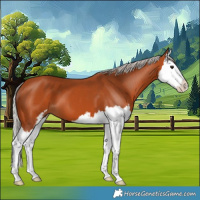 Horse Color:Silver Bay Sabino Splash