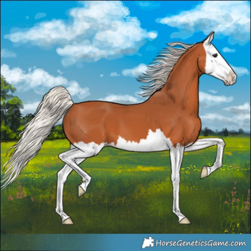 Horse Color:Silver Bay Splash