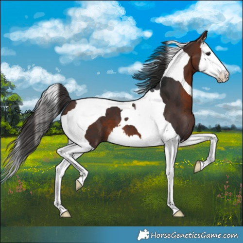 Horse Color:Brown Splash Tobiano