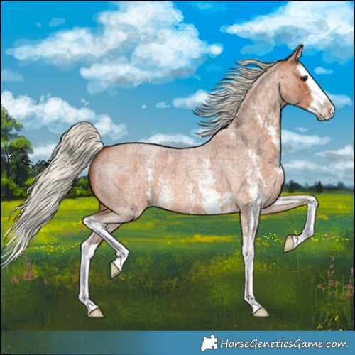 Horse Color:Silver Bay Roan Sabino Splash
