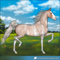 Horse Color:Silver Bay Roan Sabino Splash 