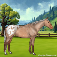 Horse Color:Silver Bay Dun Appaloosa