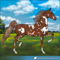Horse Color:White Spotted Chestnut 