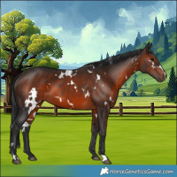 Horse Color:White Spotted Brown