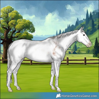 Horse Color:Silver Bay Sabino Splash