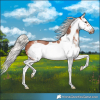 Horse Color:Silver Bay Sabino Splash Frame