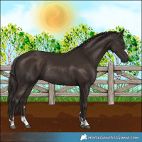 Horse Color:Liver Chestnut Rabicano