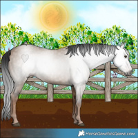 Horse Color:Gray Liver Red Dun Rabicano 
