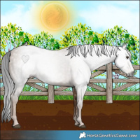 Horse Color:Gray Liver Red Dun Rabicano