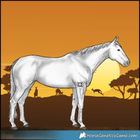 Horse Color:Gray Silver Bay 