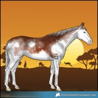 Horse Color:Silver Brown Splash