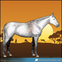 Horse Color:Gray Void Silver Bay Splash 