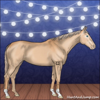 Horse Color:Gray Cremello 
