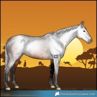 Horse Color:Gray Void Silver Bay Tobiano