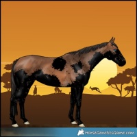 Horse Color:Void Bay Splash