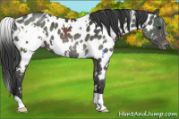 Horse Color:White Spotted Black Appaloosa 