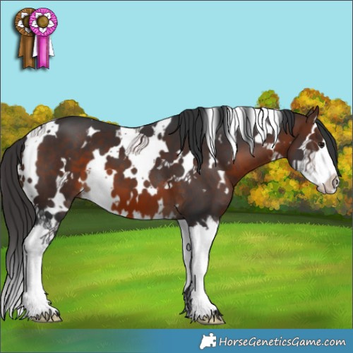 Horse Color:White Spotted Brown Splash 