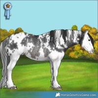 Horse Color:White Spotted Brown Splash Appaloosa Rabicano