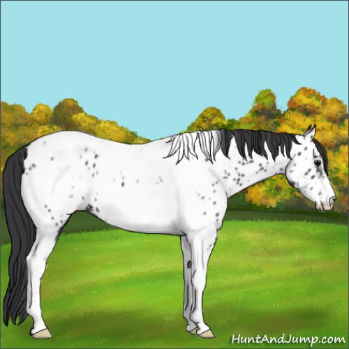Horse Color:Black Tobiano Frame Appaloosa 