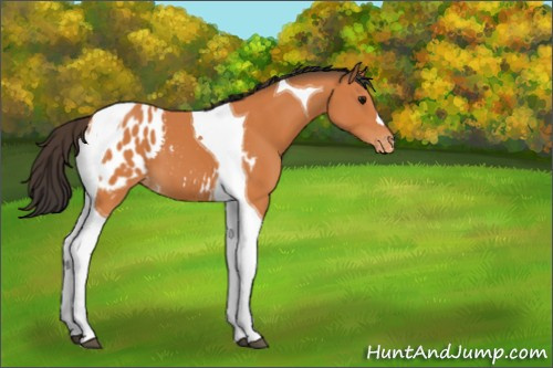 Horse Color:Bay Tobiano Appaloosa 