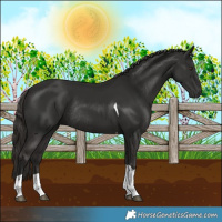 Horse Color:Liver Chestnut Tobiano Rabicano 
