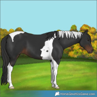 Horse Color:Liver Chestnut Tobiano 