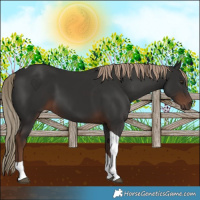 Horse Color:Liver Chestnut Tobiano 
